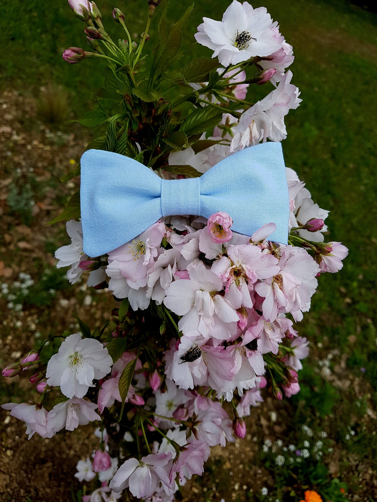 noeud papillon bleu ciel pour homme