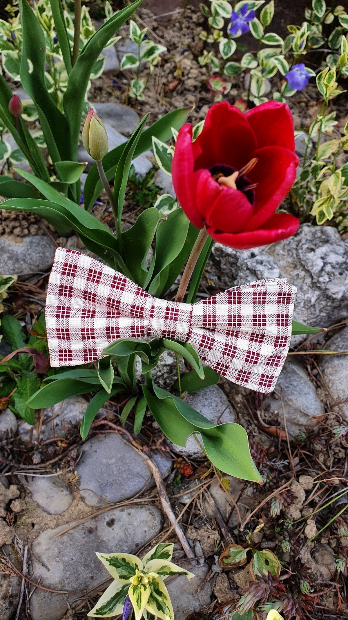 Noeud papillon carreaux bordeaux dans la nature